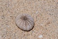 Sea urchin shell washed up on Riambel Beach. Riambel on the south coast near Surinam, Mauritius Royalty Free Stock Photo