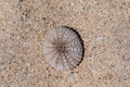 Sea urchin shell washed up on Riambel Beach. Riambel on the south coast near Surinam, Mauritius Royalty Free Stock Photo