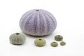 Sea urchin shells Royalty Free Stock Photo