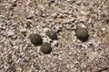 Sea urchin shells in beach in Hong Kong Royalty Free Stock Photo