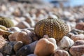 Sea urchin shells close-up on pebble stone beach Royalty Free Stock Photo