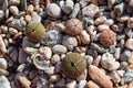 Sea urchin shells close-up on pebble stone beach Royalty Free Stock Photo