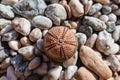 Sea urchin shells close-up on pebble stone beach Royalty Free Stock Photo