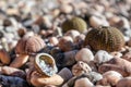 Sea urchin, shells close-up on pebble stone beach Royalty Free Stock Photo