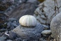 Sea Urchin Shells And Shells