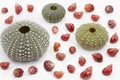 Sea urchin shells with tiny sea snails Royalty Free Stock Photo