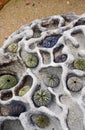 Sea Urchin shells on weathered sandstone at the seaside