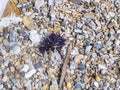 Sea urchin on the shore. Death animal. Royalty Free Stock Photo
