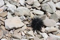 Sea urchin Royalty Free Stock Photo