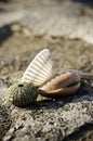 Sea urchin skeleton and shells on rock Royalty Free Stock Photo