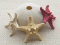 Sea urchin skull with three starfishes