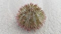 sea urchin, a spiny echinoderm