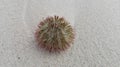 sea urchin, a spiny echinoderm