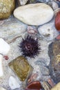 Sea urchin Royalty Free Stock Photo