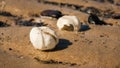 Sea urchin tests in perspective on the Northsea beach Royalty Free Stock Photo