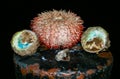 Sea urchin and Trochus gastropod from the Red Sea, Egypt