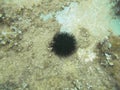 Sea urchin under the water. Mediterranean sea. Underwater life