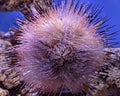 Sea Urchin Royalty Free Stock Photo