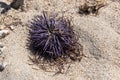 Sea urchin washed up on Riambel Beach. Riambel on the south coast near Surinam, Mauritius Royalty Free Stock Photo