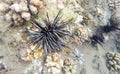 Sea urchin and white corals at the seabottom. Tropical lagoon life