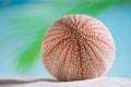 Sea urchin on white sand beach Royalty Free Stock Photo