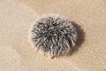 Sea urchin on white tropical beach - Guadeloupe