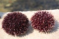 Sea urchins Royalty Free Stock Photo