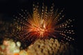 Sea urchins aceh indonesia scuba diving