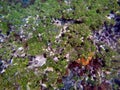 Sea urchins in algae covered rock Royalty Free Stock Photo