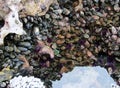 Sea urchins, sea anemones an mussels at Botanical Beach in low tide Royalty Free Stock Photo