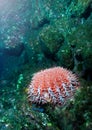 Sea urchins animal underwater diving photo Royalty Free Stock Photo