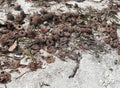 Sea Urchins on the Beach