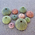 Sea urchins on the beach