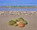 Sea urchins on the beach