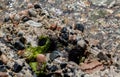 Sea Urchins on the coast of Japan sea, Pacific ocean