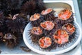 Sea urchins