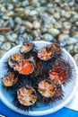 Sea urchins