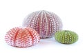 Sea Urchins Royalty Free Stock Photo