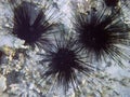 Sea urchins