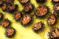 Sea urchins in Greece.