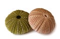 Sea urchins Royalty Free Stock Photo