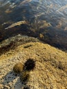 Sea urchins and kombu seaweed on rocky shore