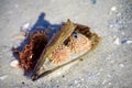 Sea urchins in a mussel shell along the Florida Beach