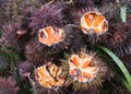 Sea urchins