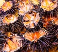 Sea urchins (ricci di mare)