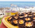 Sea urchins (ricci di mare) and wine