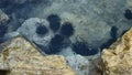 Sea Urchins on the Rock in the Sea