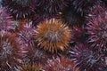 Sea urchins. Sardinia Italy - Europe
