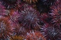 Sea urchins. Sardinia Italy - Europe