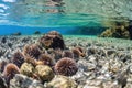 sea urchins scattered across the rocky floor near coral